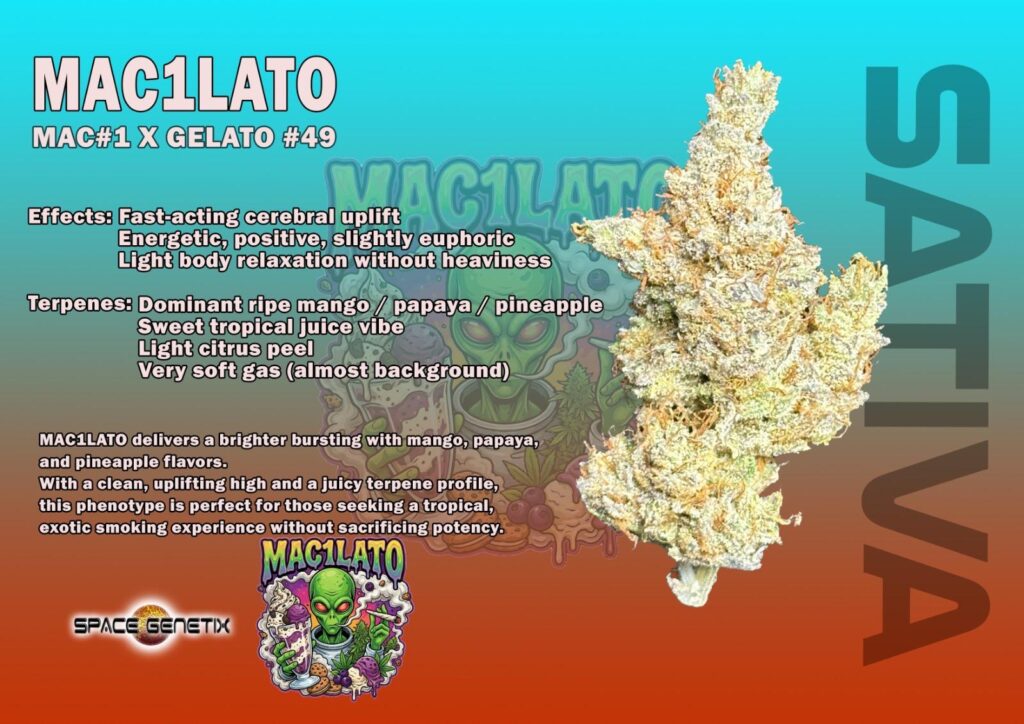 mac1lato craft wholesale weed thailand