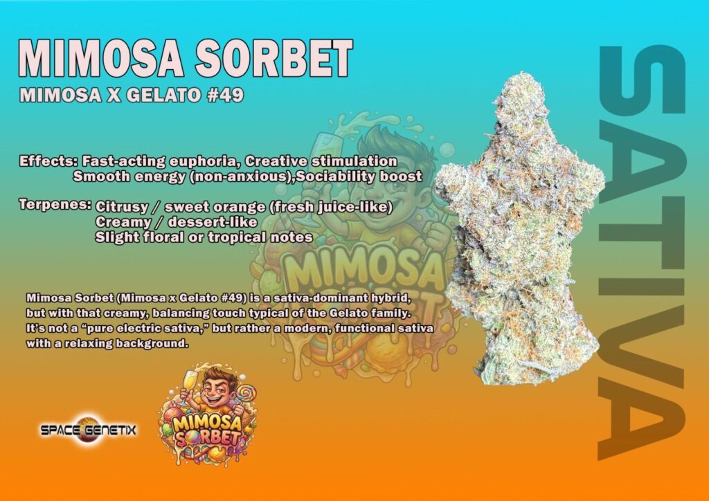 mimosa sorbert best sativa strain thailand