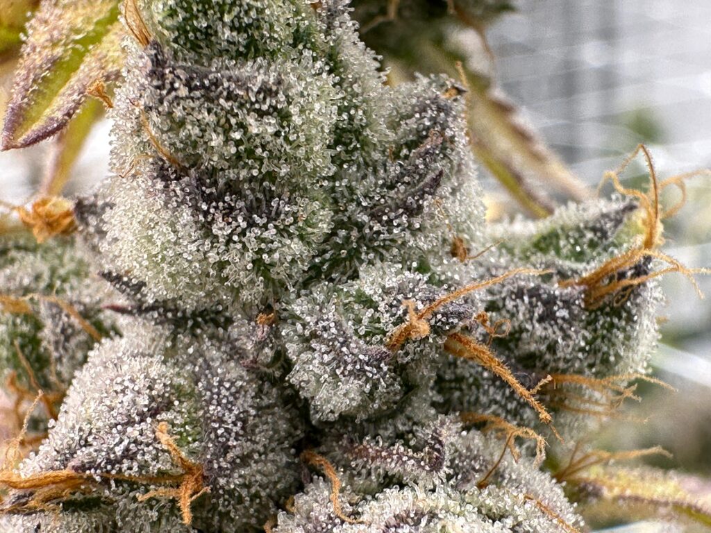 space genetix premium weed dispensary jomtien pattaya