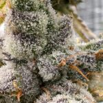 space genetix premium weed dispensary jomtien pattaya
